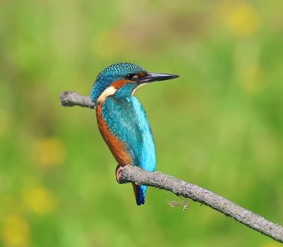 IJsvogel - Common Kingfisher