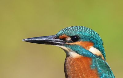 IJsvogel - Common Kingfisher