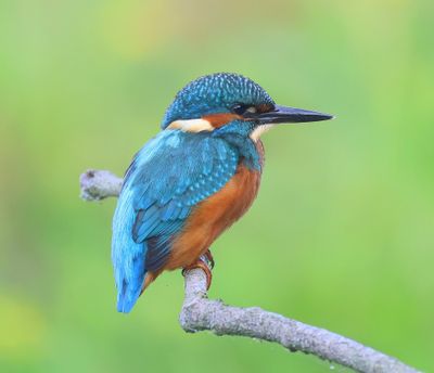 IJsvogel - Common Kingfisher