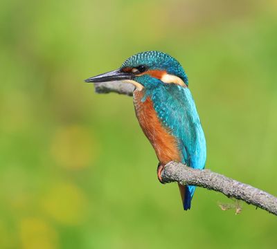 IJsvogel - Common Kingfisher