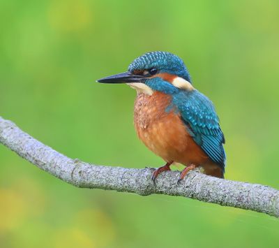 IJsvogel - Common Kingfisher