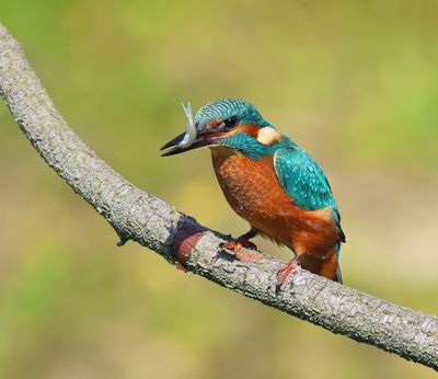 IJsvogel - Common Kingfisher