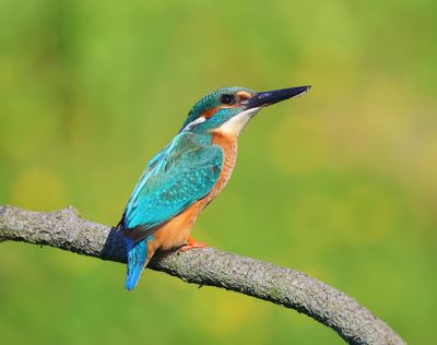 IJsvogel - Common Kingfisher