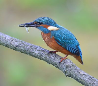 IJsvogel - Common Kingfisher