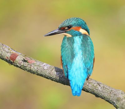 IJsvogel - Common Kingfisher