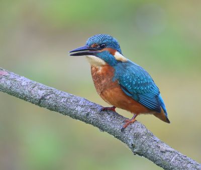 IJsvogel - Common Kingfisher