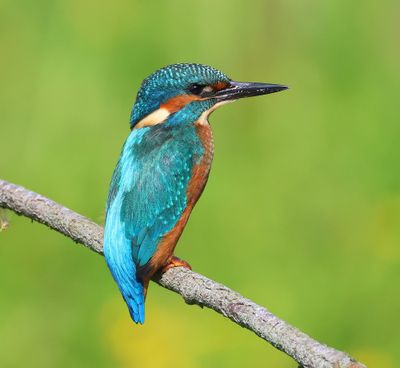 IJsvogel - Common Kingfisher