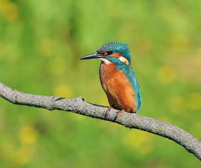 IJsvogel - Common Kingfisher