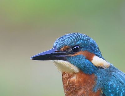 IJsvogel - Common Kingfisher