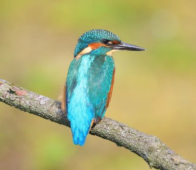 IJsvogel - Common Kingfisher