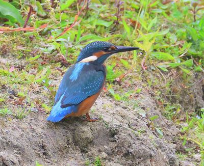 IJsvogel - Common Kingfisher