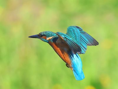 IJsvogel - Common Kingfisher