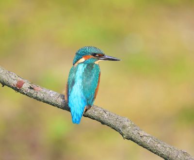 IJsvogel - Common Kingfisher