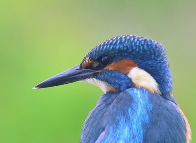 IJsvogel - Common Kingfisher