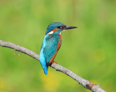 IJsvogel - Common Kingfisher