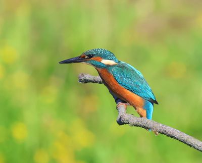 IJsvogel - Common Kingfisher