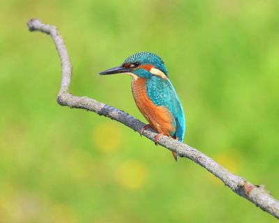 IJsvogel - Common Kingfisher