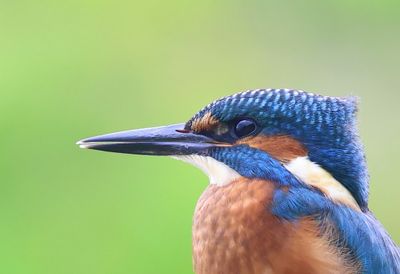 IJsvogel - Common Kingfisher
