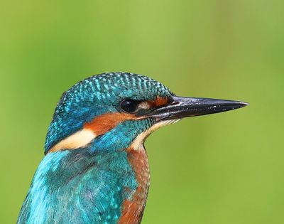 IJsvogel - Common Kingfisher