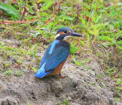 IJsvogel - Common Kingfisher