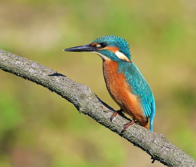 IJsvogel - Common Kingfisher