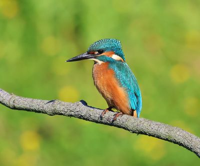 IJsvogel - Common Kingfisher