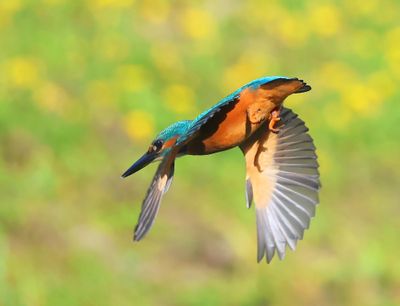 IJsvogel - Common Kingfisher
