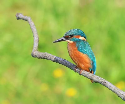 IJsvogel - Common Kingfisher