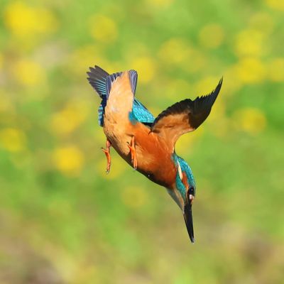 IJsvogel - Common Kingfisher