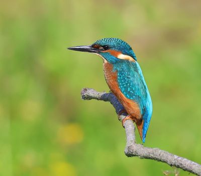 IJsvogel - Common Kingfisher
