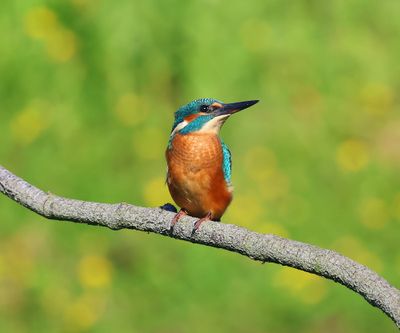 IJsvogel - Common Kingfisher
