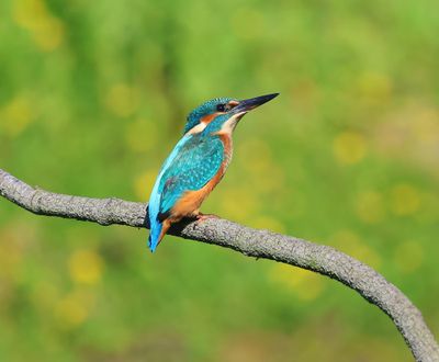 IJsvogel - Common Kingfisher