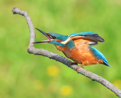 IJsvogel - Common Kingfisher