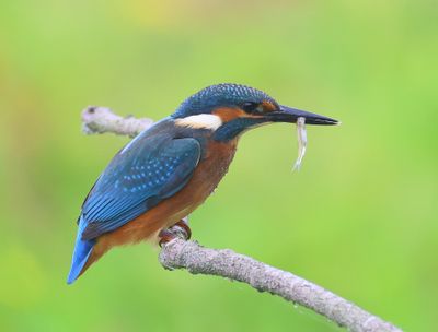 IJsvogel - Common Kingfisher