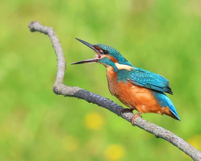 IJsvogel - Common Kingfisher