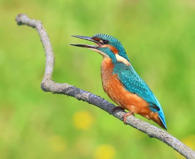 IJsvogel - Common Kingfisher