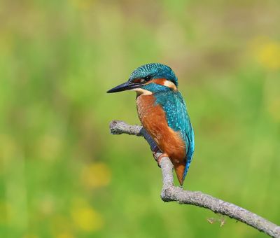 IJsvogel - Common Kingfisher