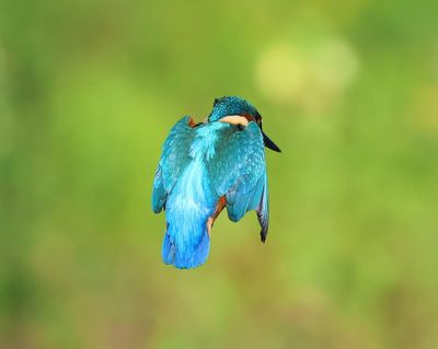 IJsvogel - Common Kingfisher
