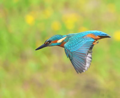IJsvogel - Common Kingfisher