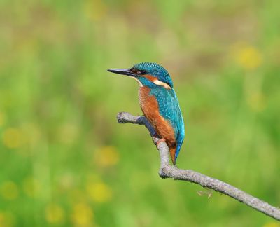 IJsvogel - Common Kingfisher