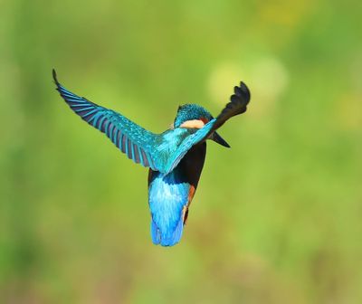 IJsvogel - Common Kingfisher
