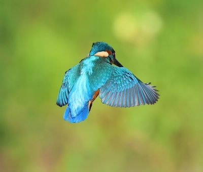 IJsvogel - Common Kingfisher