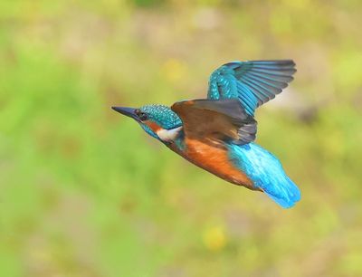 IJsvogel - Common Kingfisher