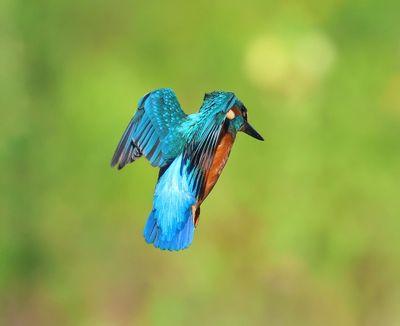 IJsvogel - Common Kingfisher