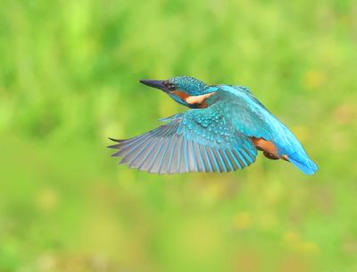 IJsvogel - Common Kingfisher