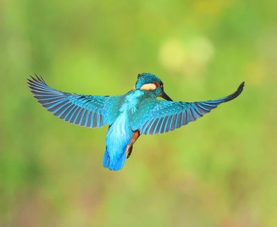 IJsvogel - Common Kingfisher