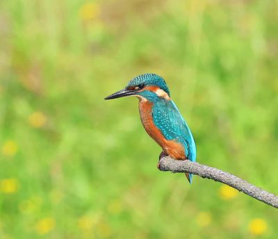 IJsvogel - Common Kingfisher