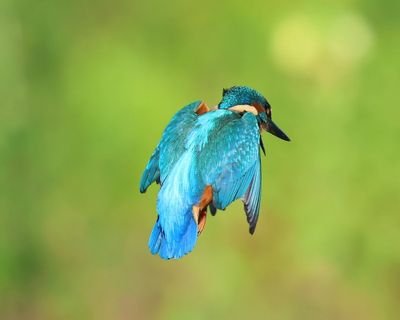IJsvogel - Common Kingfisher