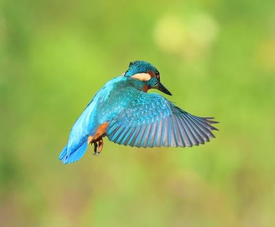 IJsvogel - Common Kingfisher