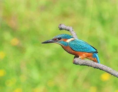 IJsvogel - Common Kingfisher